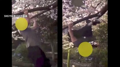 外国人インフルエンサーが桜の枝で“逆上がり”？　花見日和で各地は混雑…道路の真ん中で撮影、家庭ごみを捨てる迷惑行為も