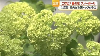 全国トップクラスの出荷量「スノーボール」　緑→黄緑→白と花色を変える・切り花が人気　山形・寒河江市