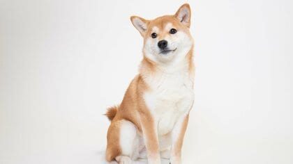 【犬の防災】避難所にはワクチン証明書を持参！離れても再会できるかは身元表示次第…震災の教訓から飼い主が備えておきたいこと