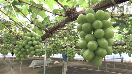 「1万円札が枝からぶら下がってる」高まる“シャインマスカット”人気　海外でも高値で販売【岡山発】