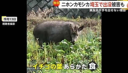 埼玉県秩父付近　害獣処分のニホンジカ　鹿の角 顔つき 角の長さ約51センチ② 天然記念物「ニホンカモシカ」埼玉で出没相次ぐ 農作物に被害も