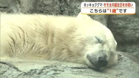 大人気！ホッキョクグマ「モモ太」の生誕祭イベント　シルバーウィークで水族館にぎわう　秋田・男鹿市