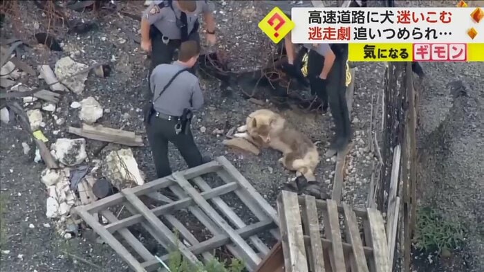 警察官に囲まれても動かない犬
