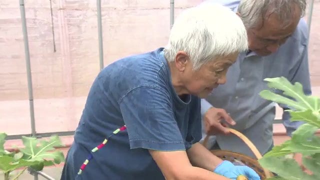 楢葉町の伊藤巨子さん 季節の野菜や果物を育てる日々