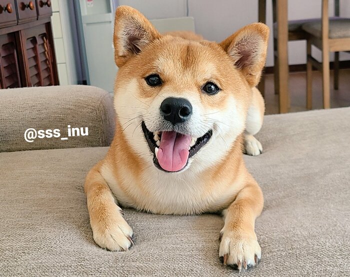 麦くん(提供:犬さん)