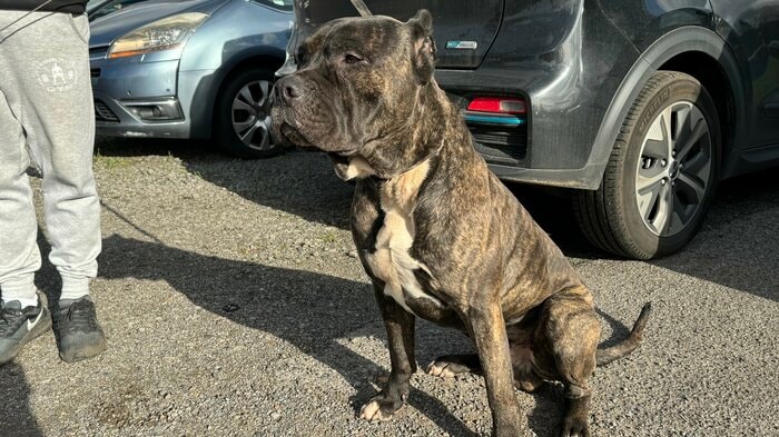 2歳のアメリカンブリーXL、チャンス。飼い主によると優しい性格で一度もトラブルを起こしたことがないという。