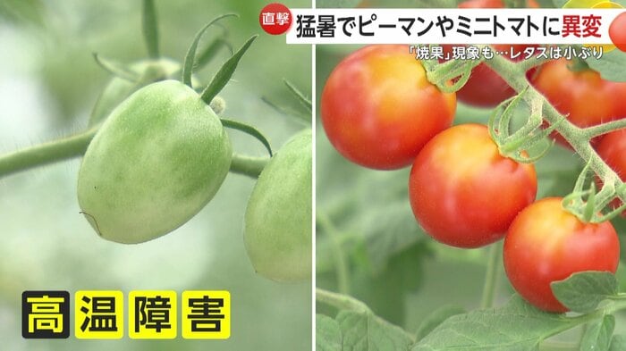 トマトはイチゴのように細長くなる高温障害に
