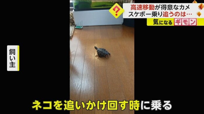 (撮影:アメチカンのもなさん)