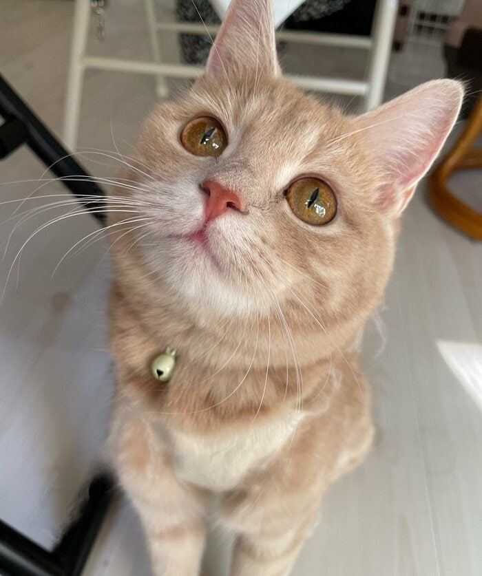 つぶらな瞳がかわいいくるみちゃん