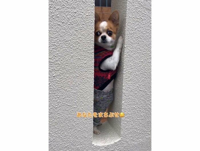 実は後ろで飼い主がスタンバイしていた(提供:SORA/ちわわさん)