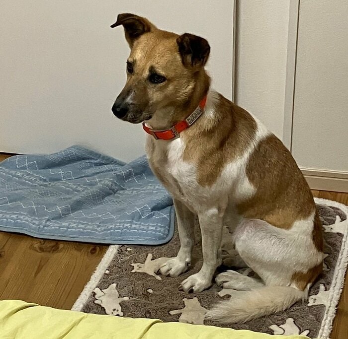 普段はお出迎えはなしで、チラ見するくらい