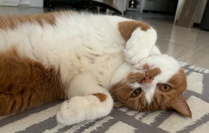 リラックス中のねこたくん