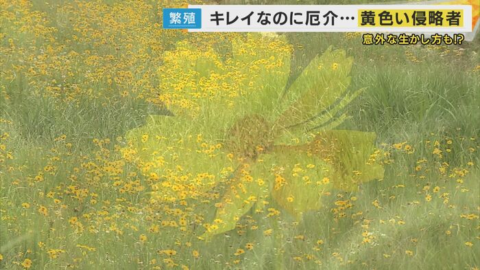 鮮やかで美しい花だが…