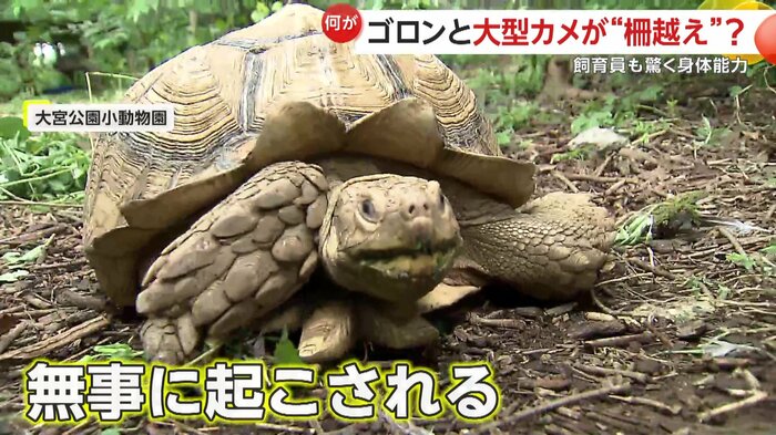 ひっくり返ったカメキチは無事だったという(映像提供:大宮公園小動物園)