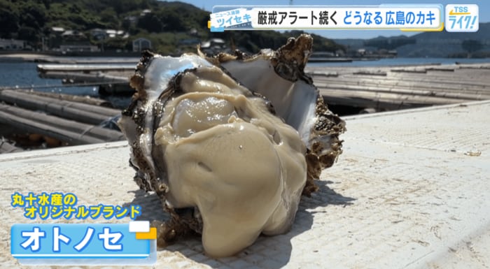 丸十水産オリジナルブランド「オトノセ」