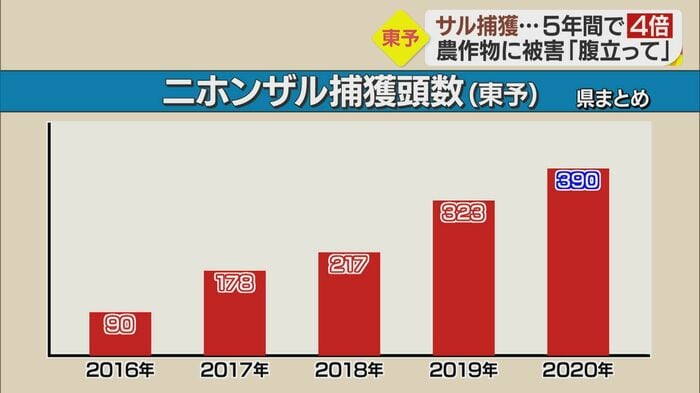 愛媛県がまとめたニホンザルの捕獲頭数(東予)