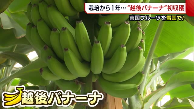 “雪国・新潟”で南国フルーツ栽培 手間暇かけた『越後バナーナ』待望の初収穫!【柏崎市】