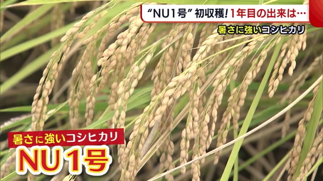 “暑さに強いコシヒカリ” 農家も期待の『NU1号』ついに初収穫【新潟】