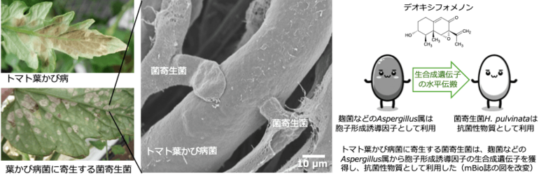 【摂南大学】トマトの病原菌を食べる菌を発見