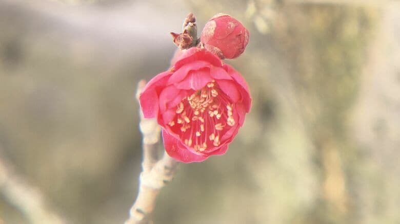 ウメのつぼみふっくら…春の気配　週末は3月中旬から下旬の暖かさに　福井　｜FNNプライムオンライン