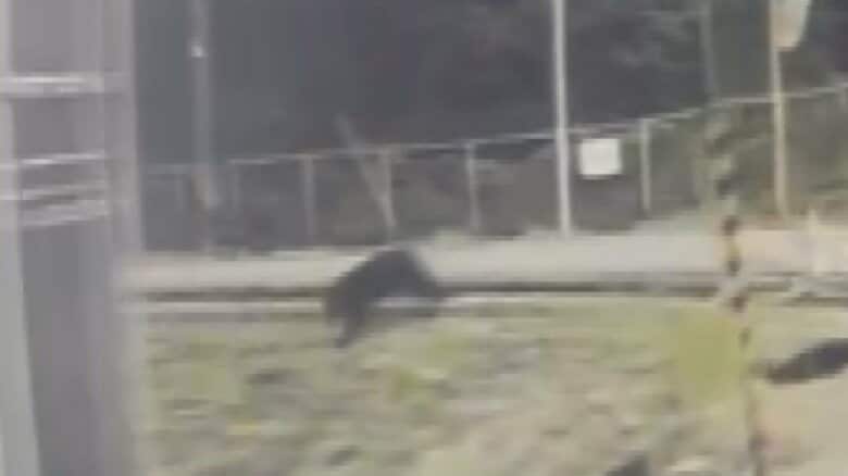 富山市小杉を駆けるクマ、「敷地内にいる」 警察や猟友会が取り囲み県内初の「緊急銃猟」を許可｜FNNプライムオンライン