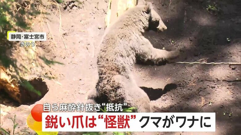 シカ用のワナにクマが…麻酔針自ら抜き暴れる　体長119cm、体重39kg、2～3歳の若いオスか　静岡・富士宮市｜FNNプライムオンライン