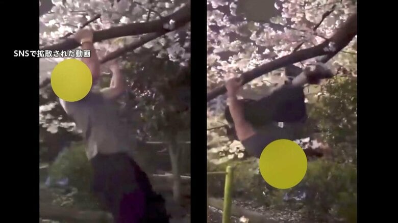 外国人インフルエンサーが桜の枝で“逆上がり”？　花見日和で各地は混雑…道路の真ん中で撮影、家庭ごみを捨てる迷惑行為も｜FNNプライムオンライン