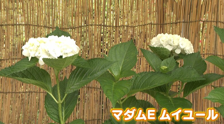 今が見ごろ！【アジサイ特別展示】開園50年を記念し、50年以上前に作られた品種もあり！広島市植物公園｜FNNプライムオンライン
