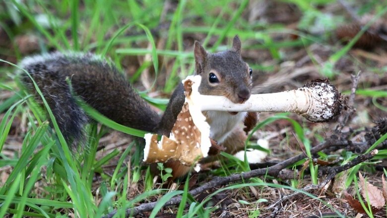 テングタケを食べる二ホンリス(撮影:五味孝一さん)