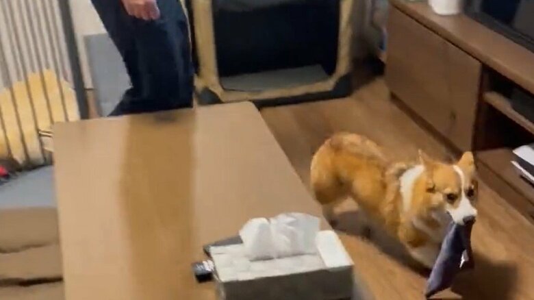 ハンカチをくわえて逃げるもなかちゃん