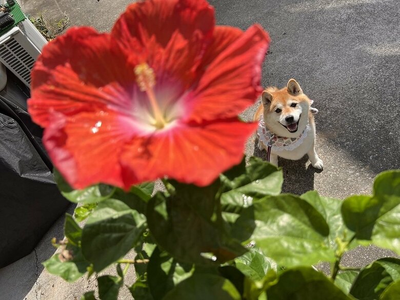 ハイビスカスを見つめて