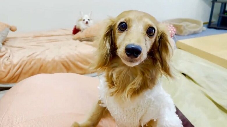 飼い主さんの「ごめんなさいってする？」の言葉に顔を上げる