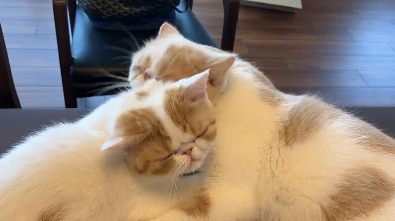 画像提供：エキゾのきなこさん。