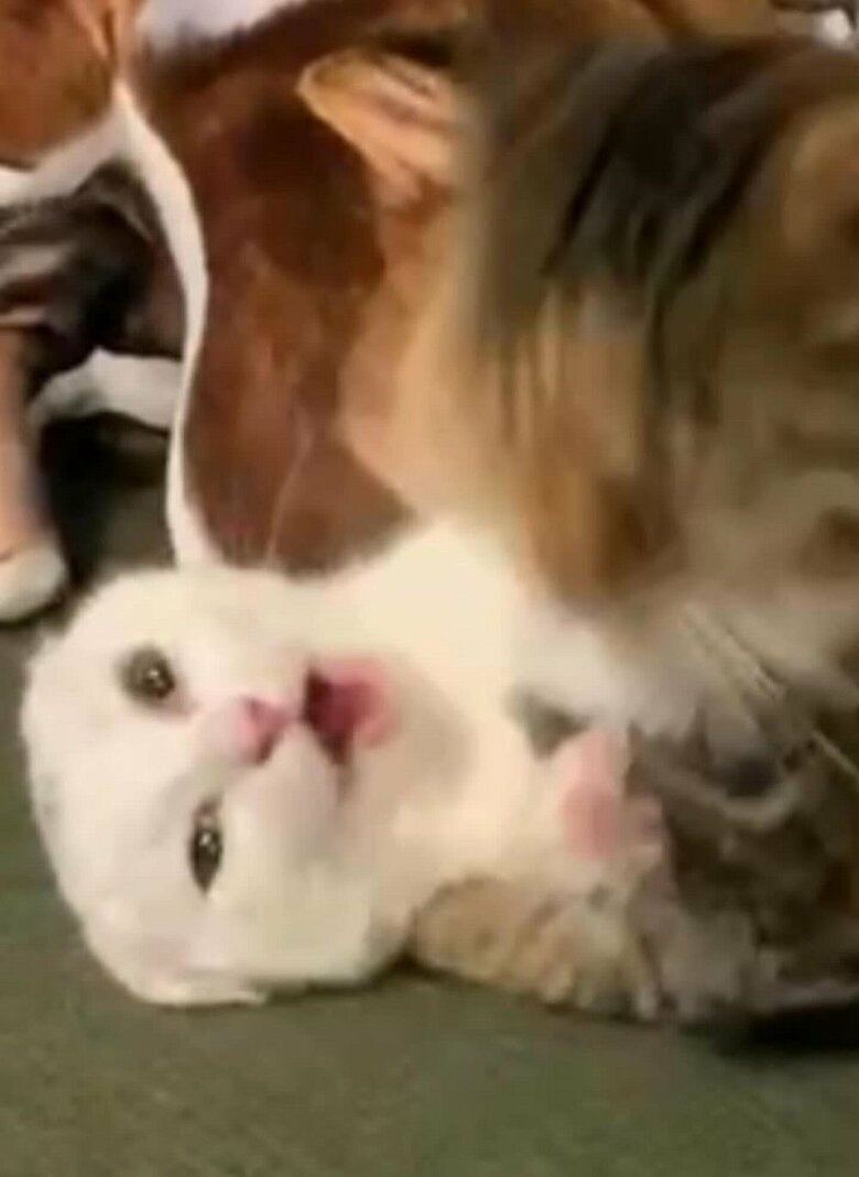 叱られている時のうにちゃん