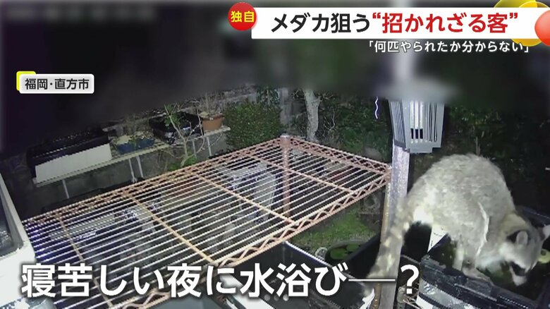 “寝苦しい夜に水浴び”かと思いきや、目当ては飼育中のメダカ