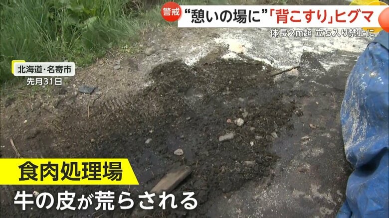 5月31日には名寄市の食肉処理場で牛の皮が荒らされた