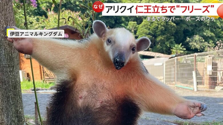 両手を大きく広げ、仁王立ちするイフちゃん