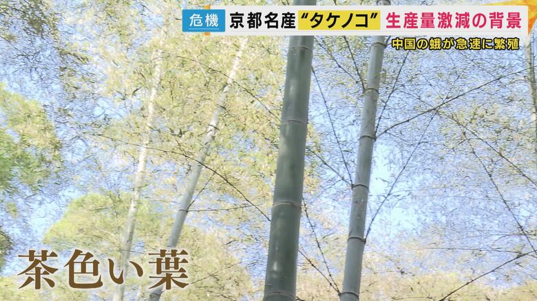 葉が茶色く変色した竹林