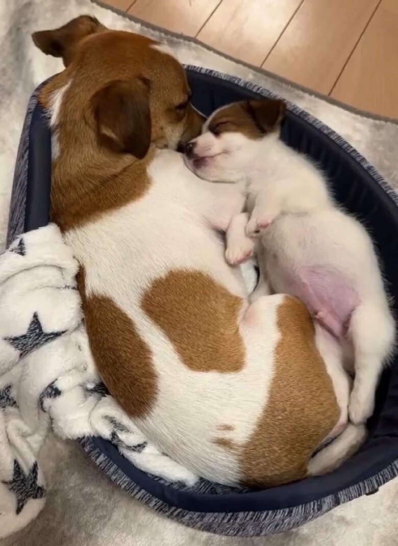 とろろくんもだいずくんに甘えているよう