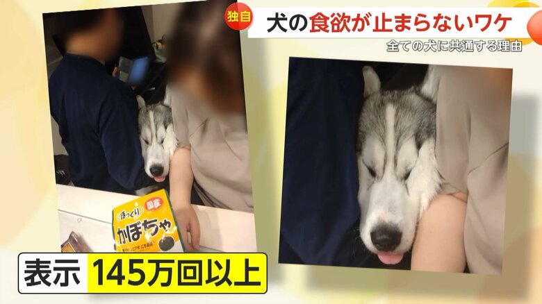 隙間から頭をねじ込む琥珀くん（提供：コハクヌシ）