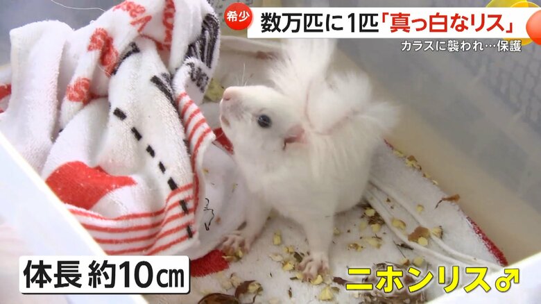 体長約10cm、生後2カ月半から3カ月とみられているオスのニホンリス