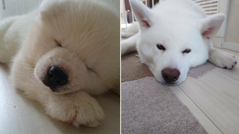 こゆきちゃんの子犬時代(左)と現在