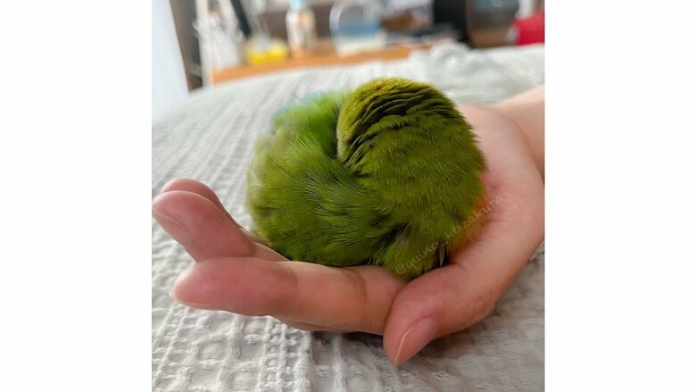 拗ねて丸くなるキノちゃん（投稿画像の日とは別日に撮影）