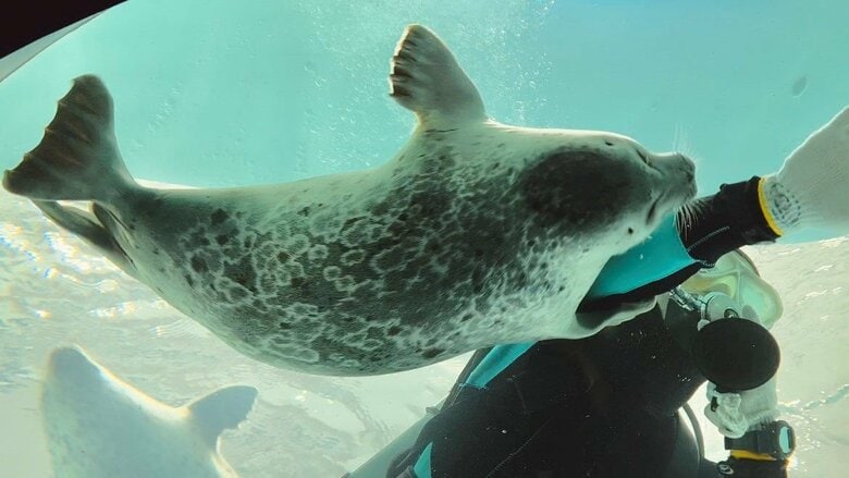 ミゾレくんが抱えられるまで。その1（提供と撮影：ガッチリカさん）