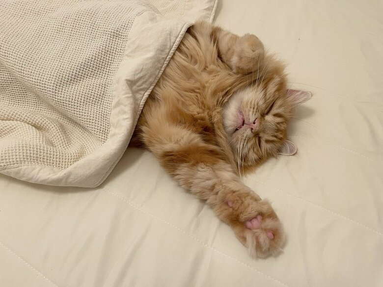 布団をかけてもらってスヤスヤ