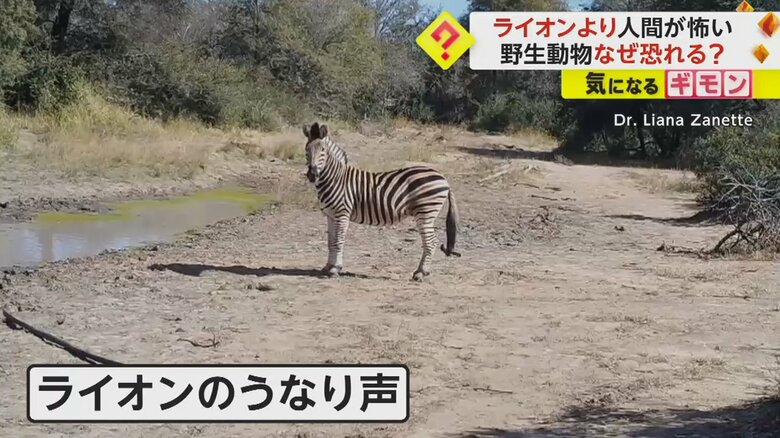 ライオンのうなり声が聞こえ、立ち止まるシマウマ