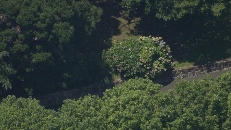 小中高生ら15人がハチに刺された現場周辺（茨城・つくば市）