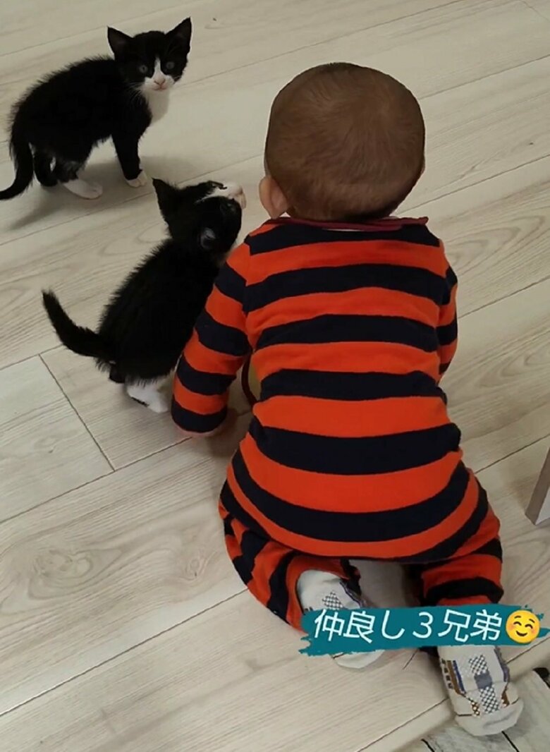 ハイハイする蓮慈くんの周囲をチョロチョロする2匹