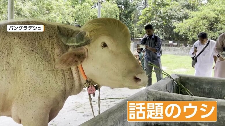 話題になっていたさらさらのブロンドヘアのウシ（5月28日、バングラデシュ）