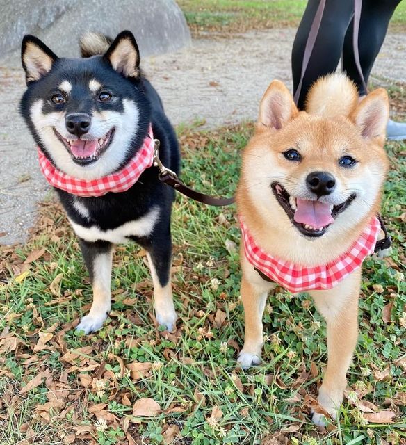 提供：豆柴あさのんさん